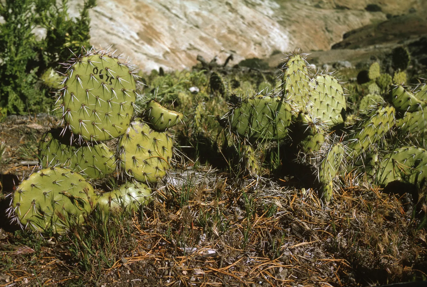 Opuntia (Prickly-pear), Santa Cruz Island
