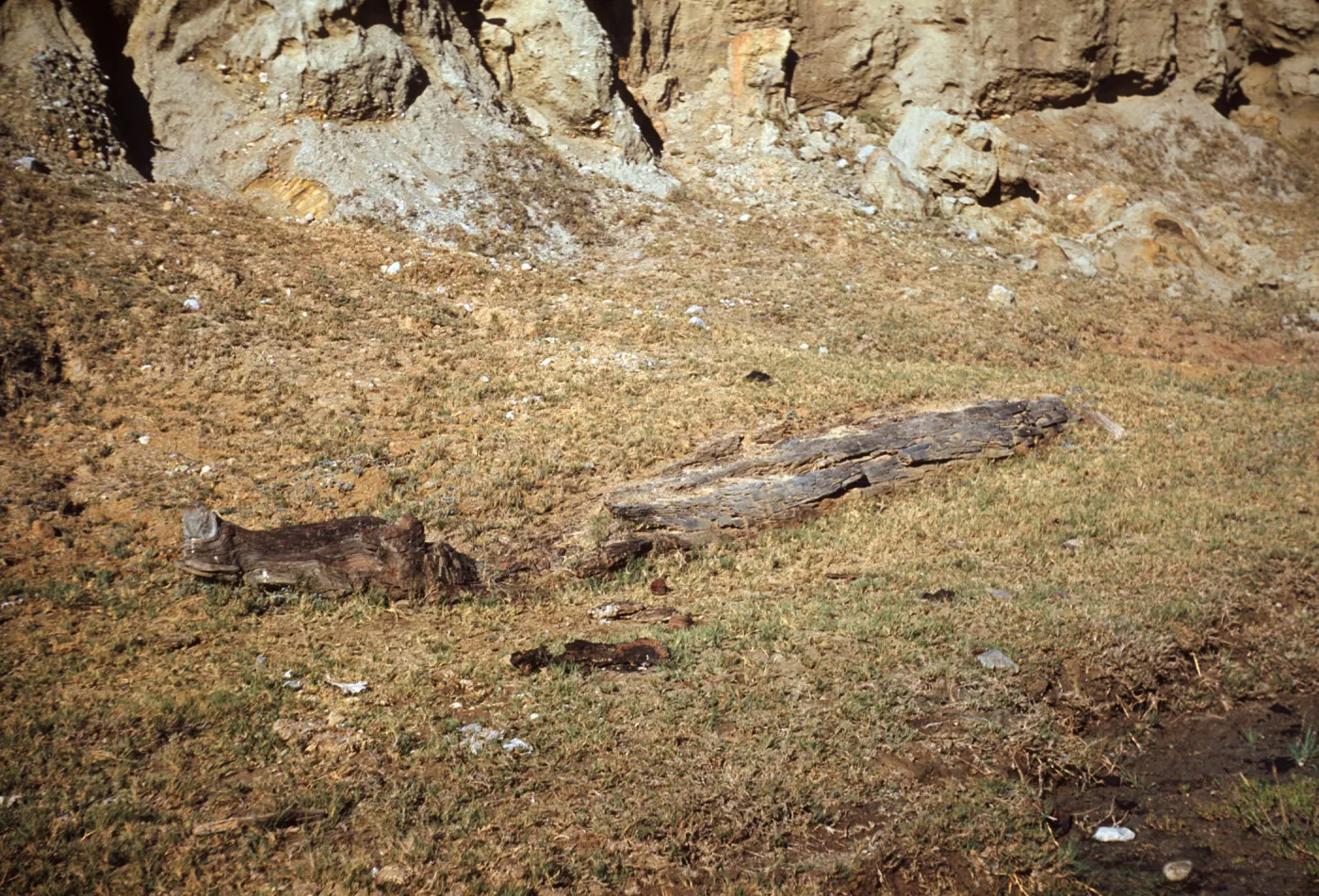 Fossil Wood Logs in Canada de los Sauces on Santa Cruz Island