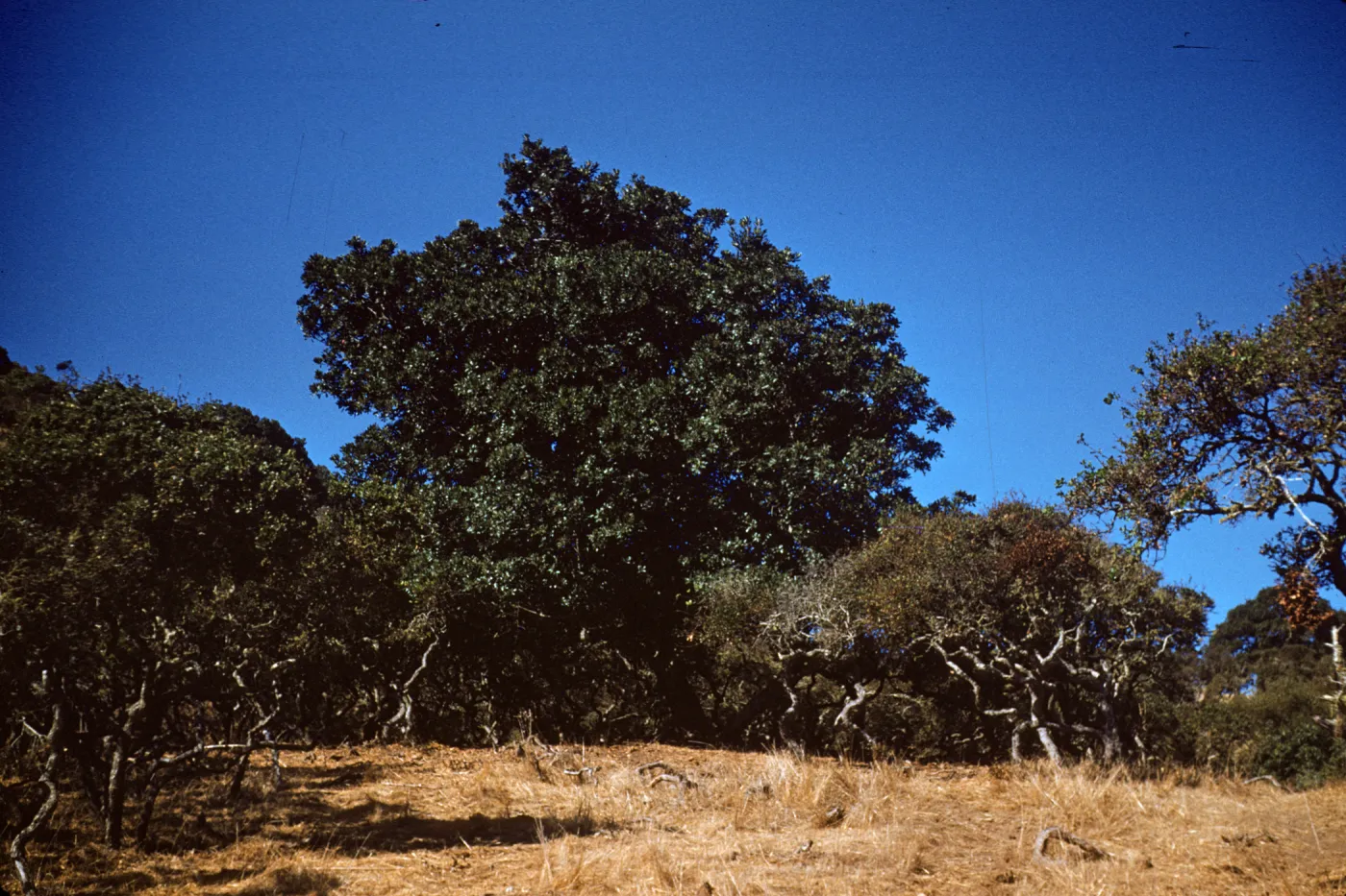 Quercus Dumosa and Quercus Agrifolia (Coastal Live Oak) on Santa Cruz Island