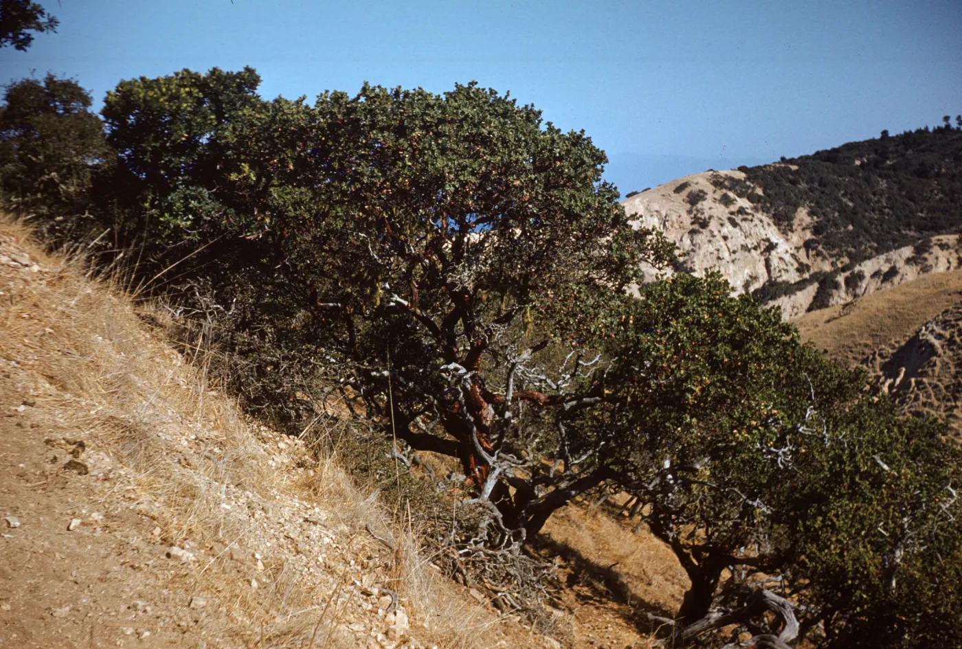 Arctostaphylos (Manzanita) near China Harbor on Santa Cruz Island