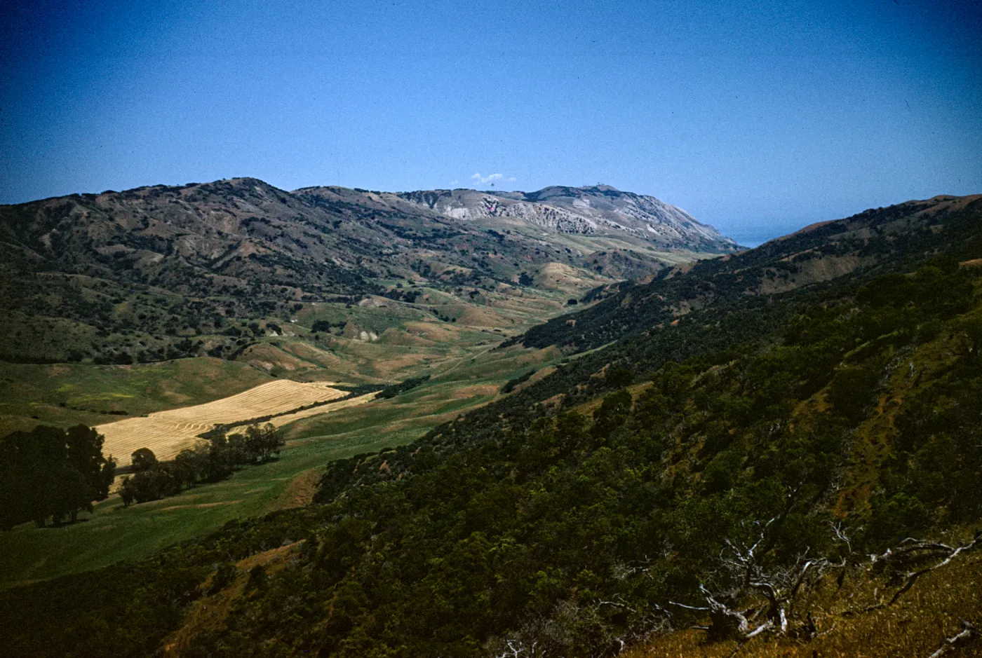 Looking East Down Canada del Medio on Santa Cruz Island