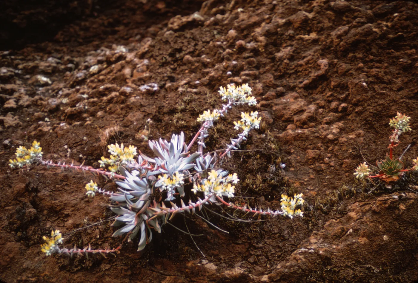 Dudleya (liveforevers), Santa Cruz Island