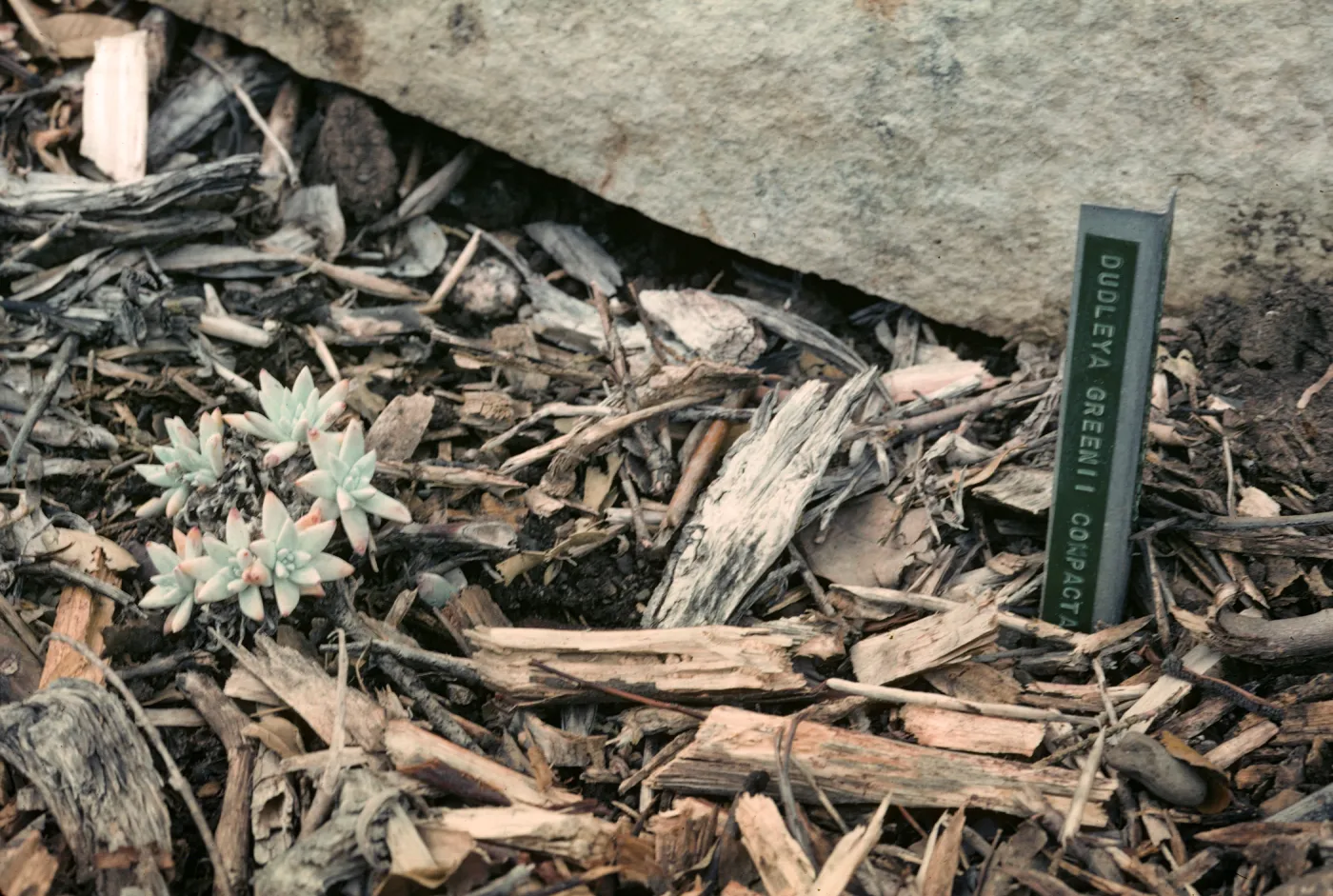 Dudleya greenei, Santa Rosa Island