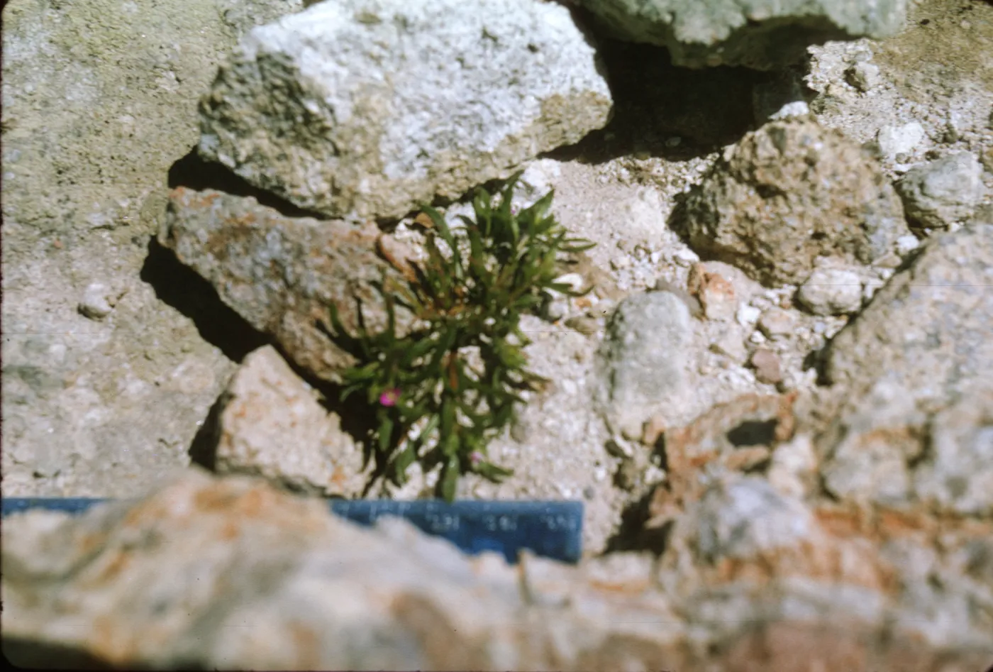 Santa Cruz Island, Calandrinia