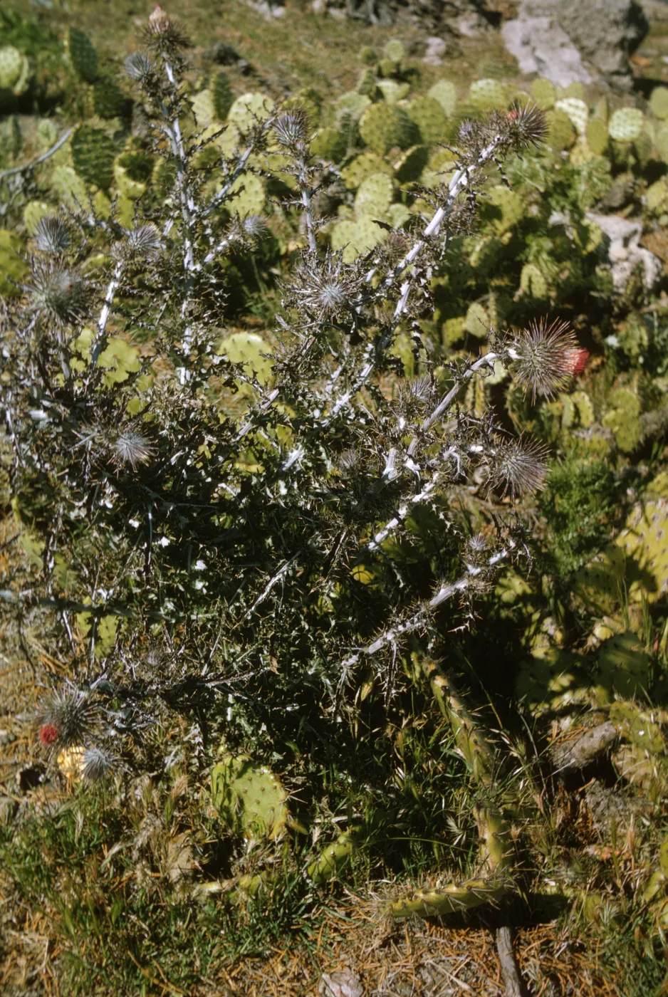 Santa Cruz Island, Cirsium occidentale