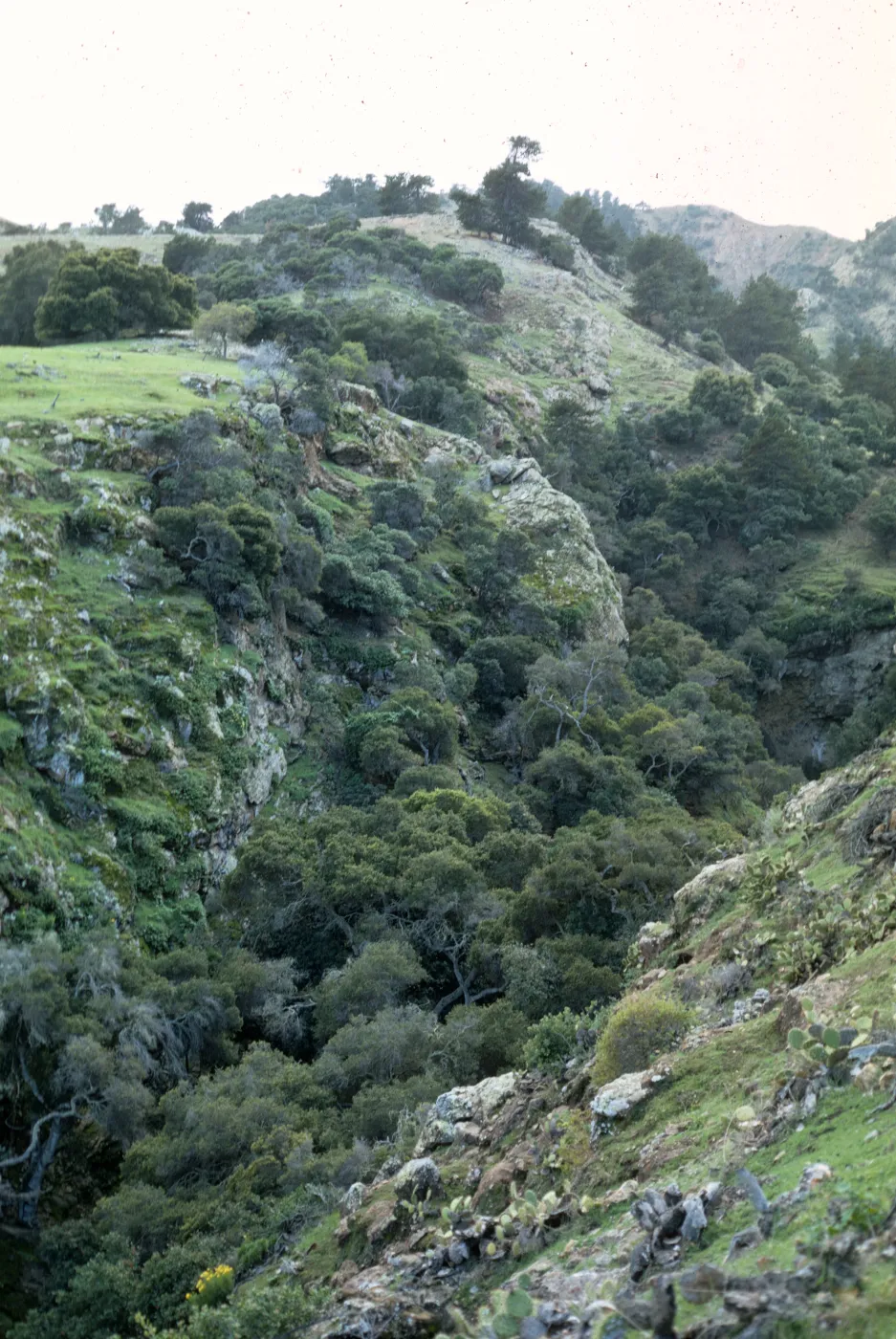 Santa Cruz Island
