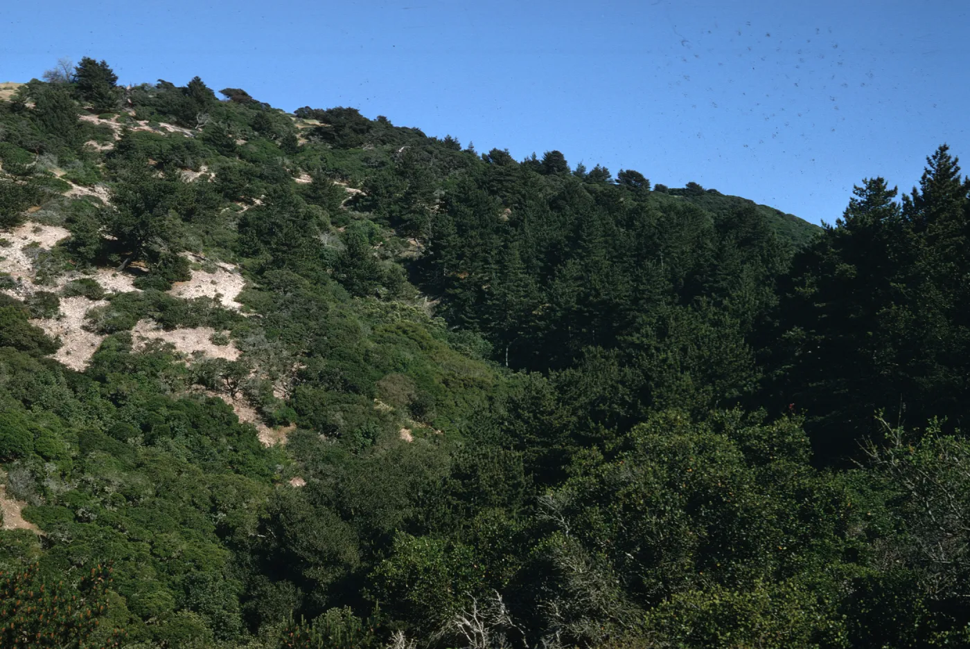Santa Cruz Island