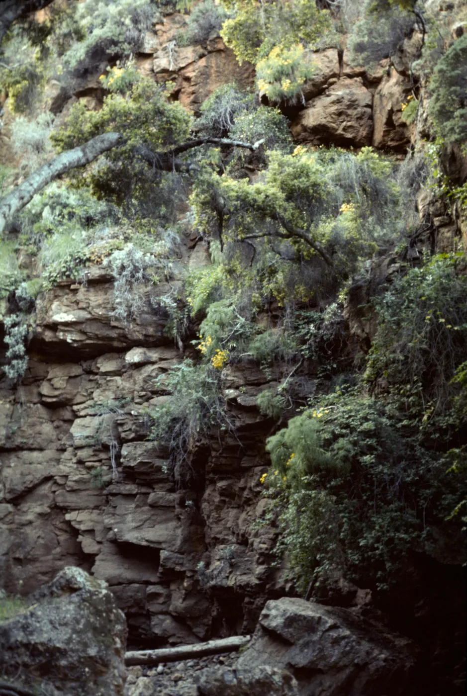 Santa Cruz Island