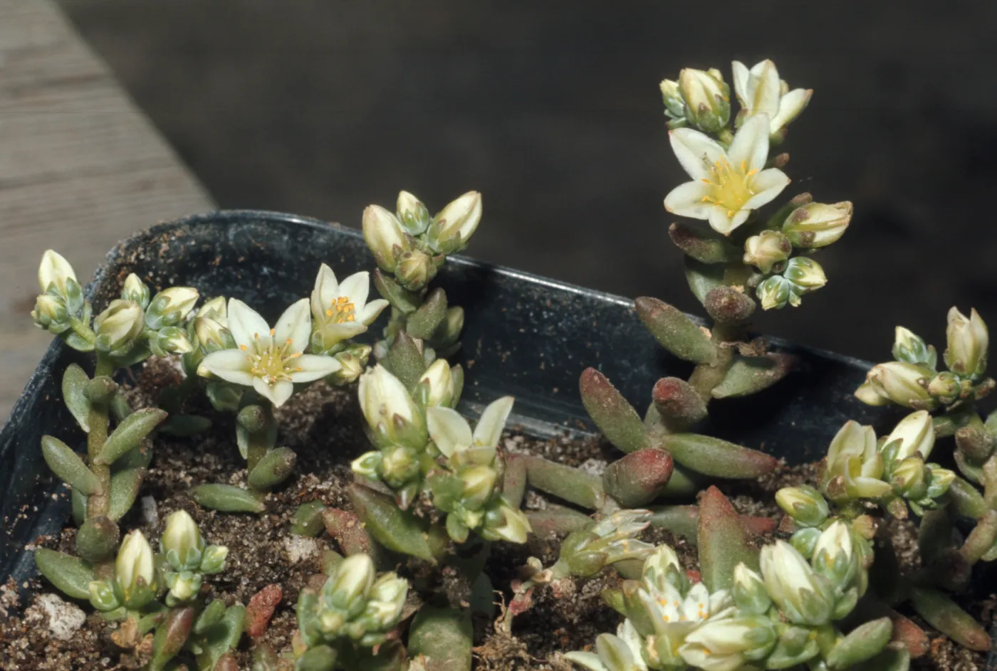 Dudleya nesiotica from Santa Cruz Island