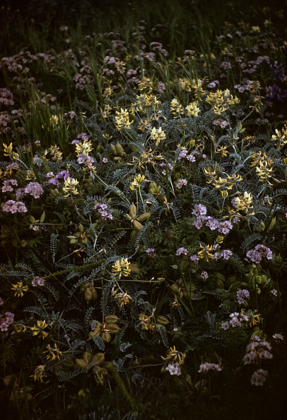 Astragalus and Phacelia distans blooming on Santa Rosa Island