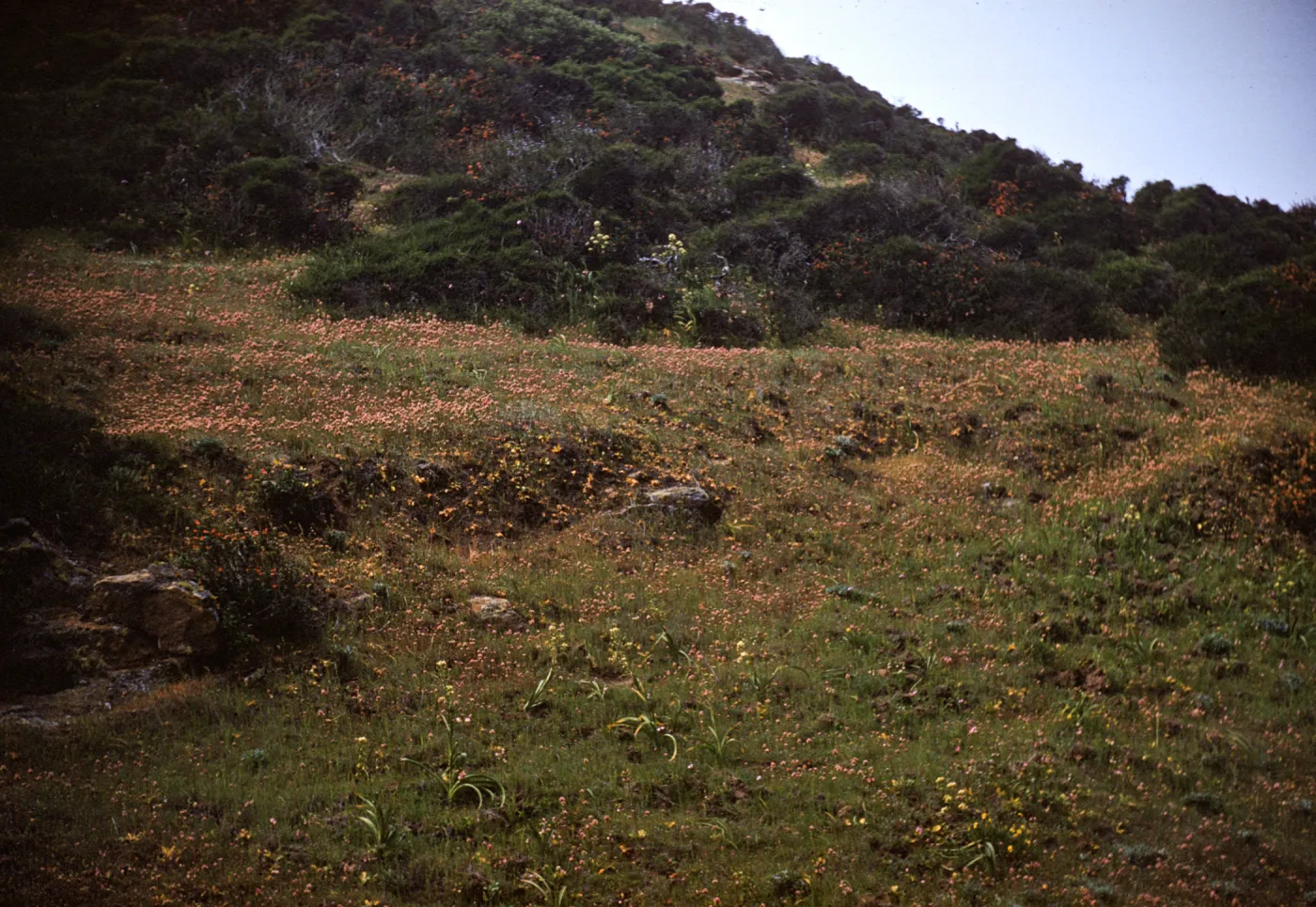 Zigadenus on Santa Rosa Island