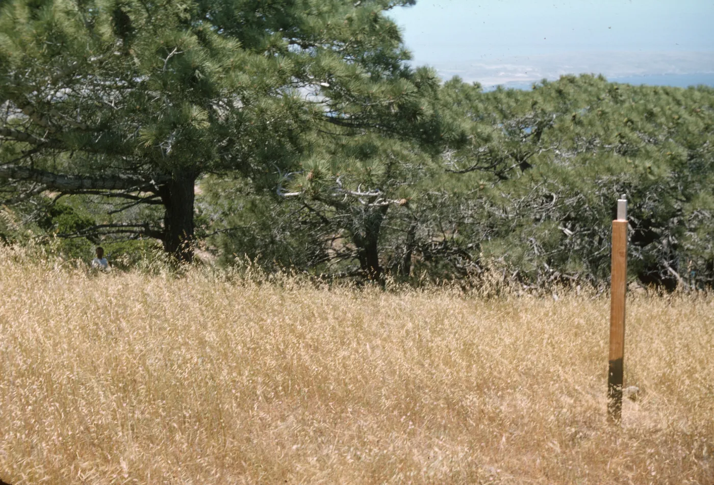 Upper Torrey Pines Station, Santa Rosa Island