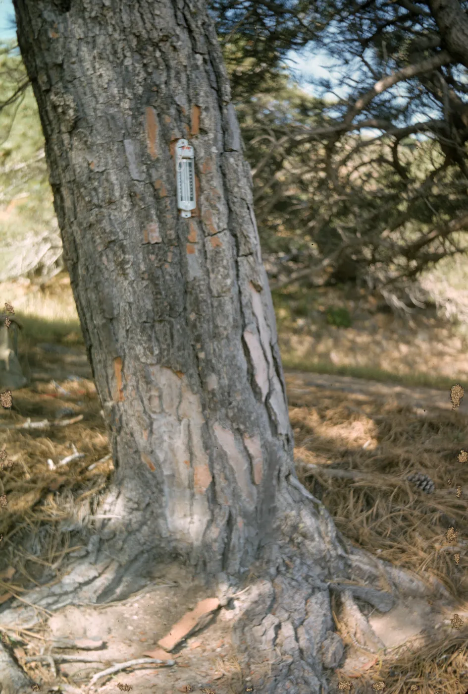 Lower Torrey Pines Station, Santa Rosa Island