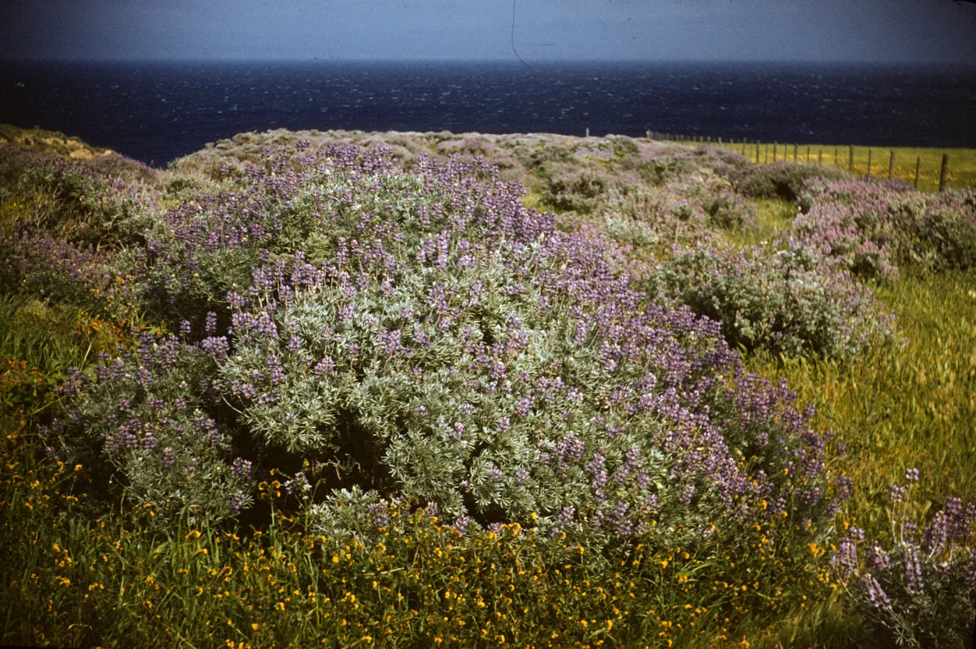Lupinus ( Lupine) in bloom on Santa Rosa Island