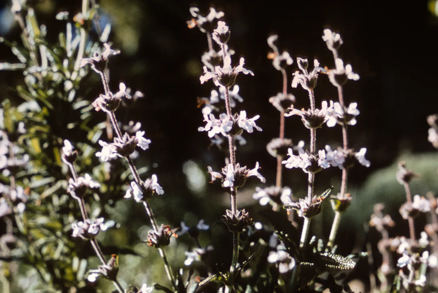Salvia brandegeei (Brandegees Sage) from Santa Rosa Island, grown at SBBG