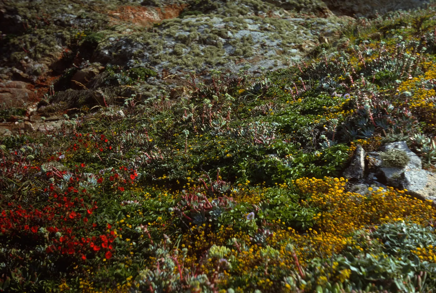 San Miguel Island, Harris Point