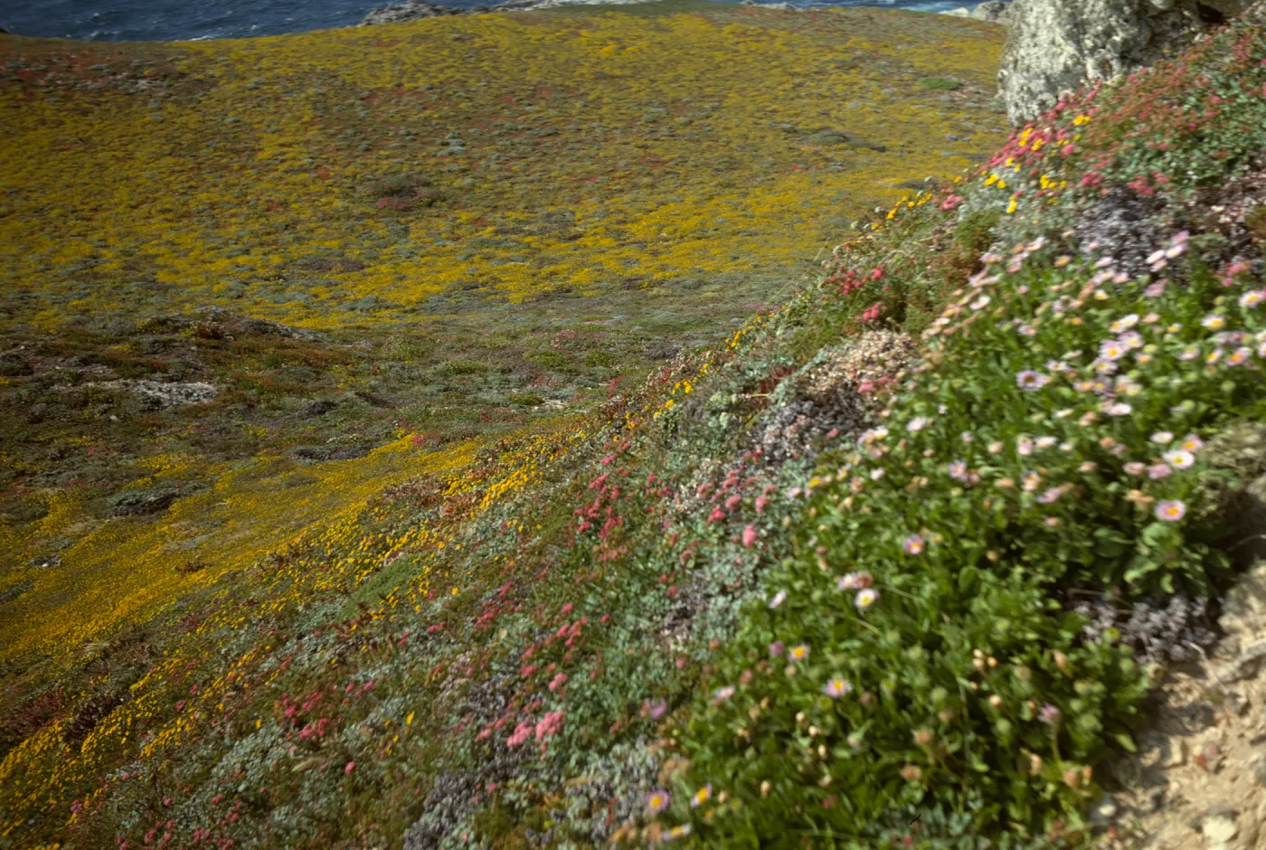 San Miguel Island, Extreme Harris Point