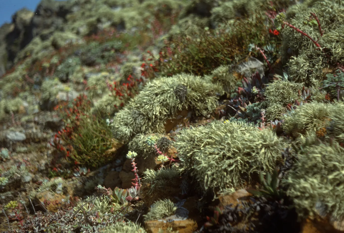 Plants on San Miguel Island