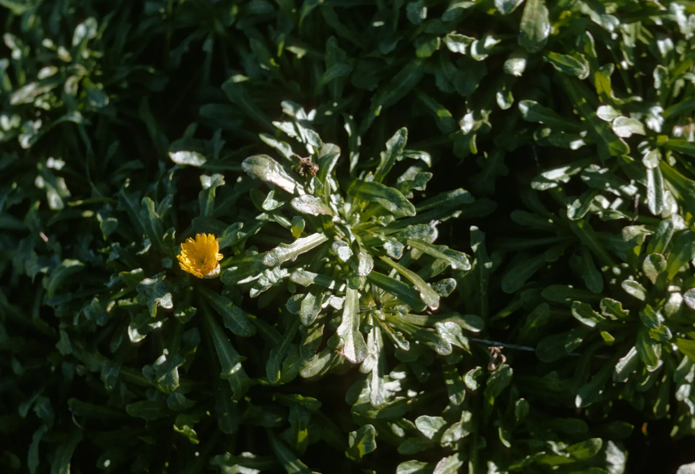 Malacothrix on San Miguel Island