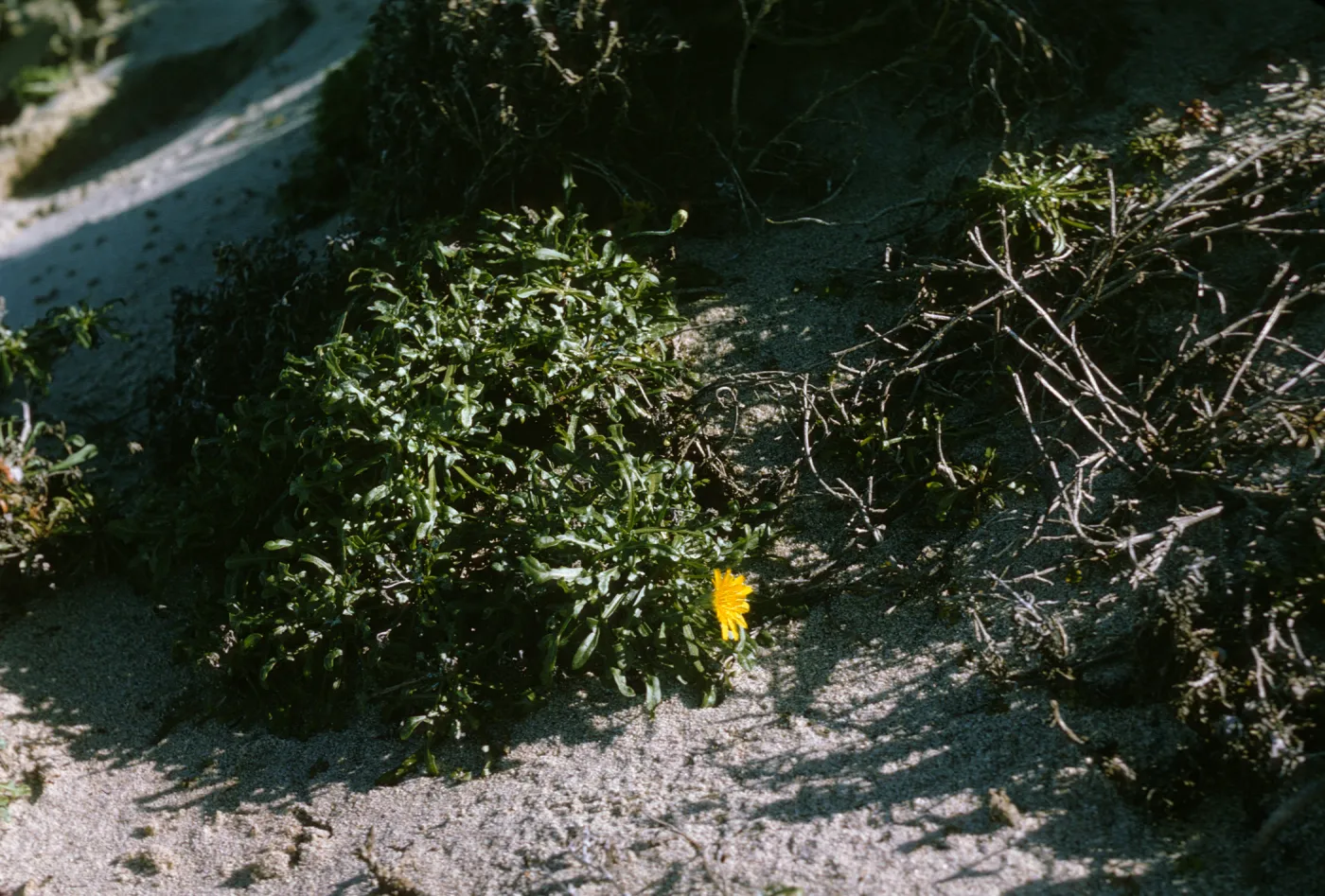 Malacothrix on San Miguel Island