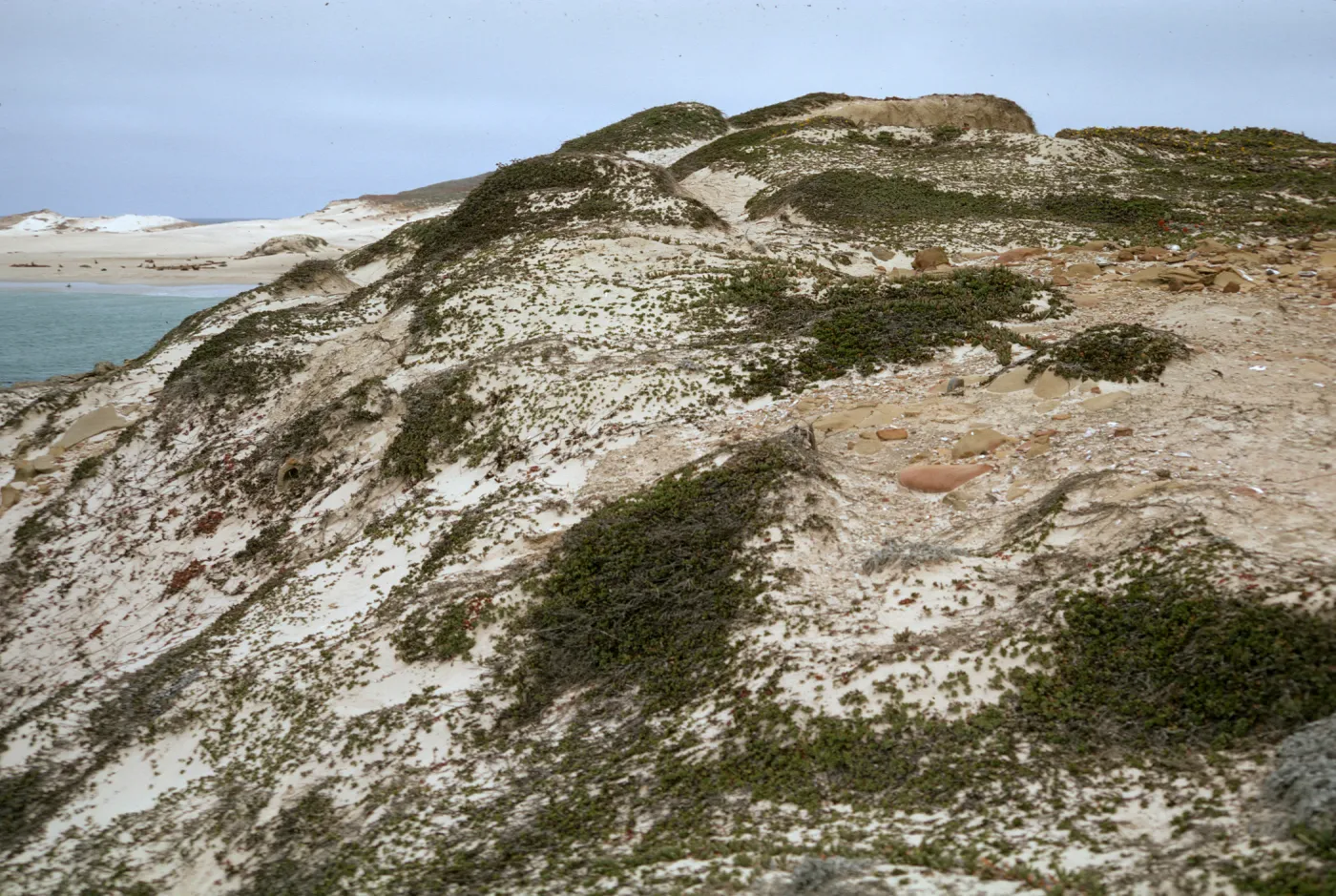 Coastal dune on San Miguel Island