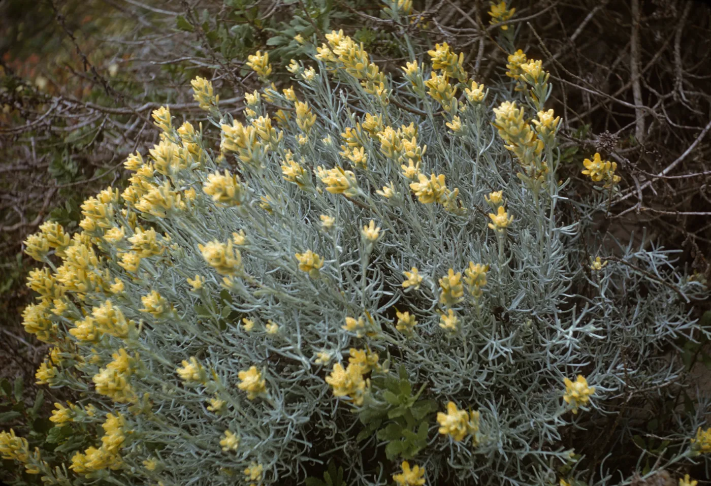San Miguel Island, Castilleja hololeuca