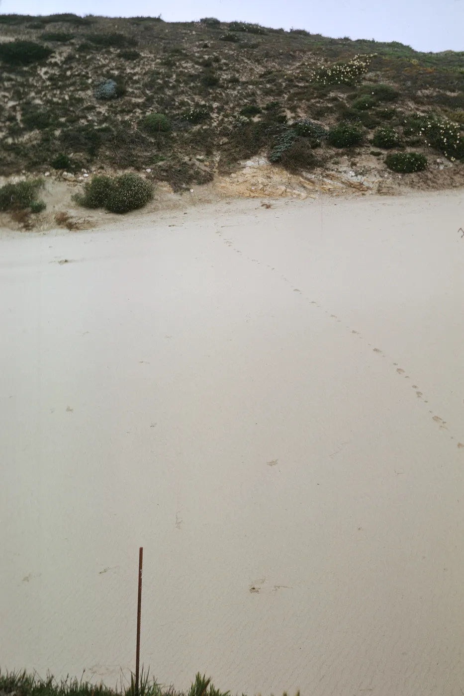 NPS dune transect on San Miguel Island, Willow Canyon
