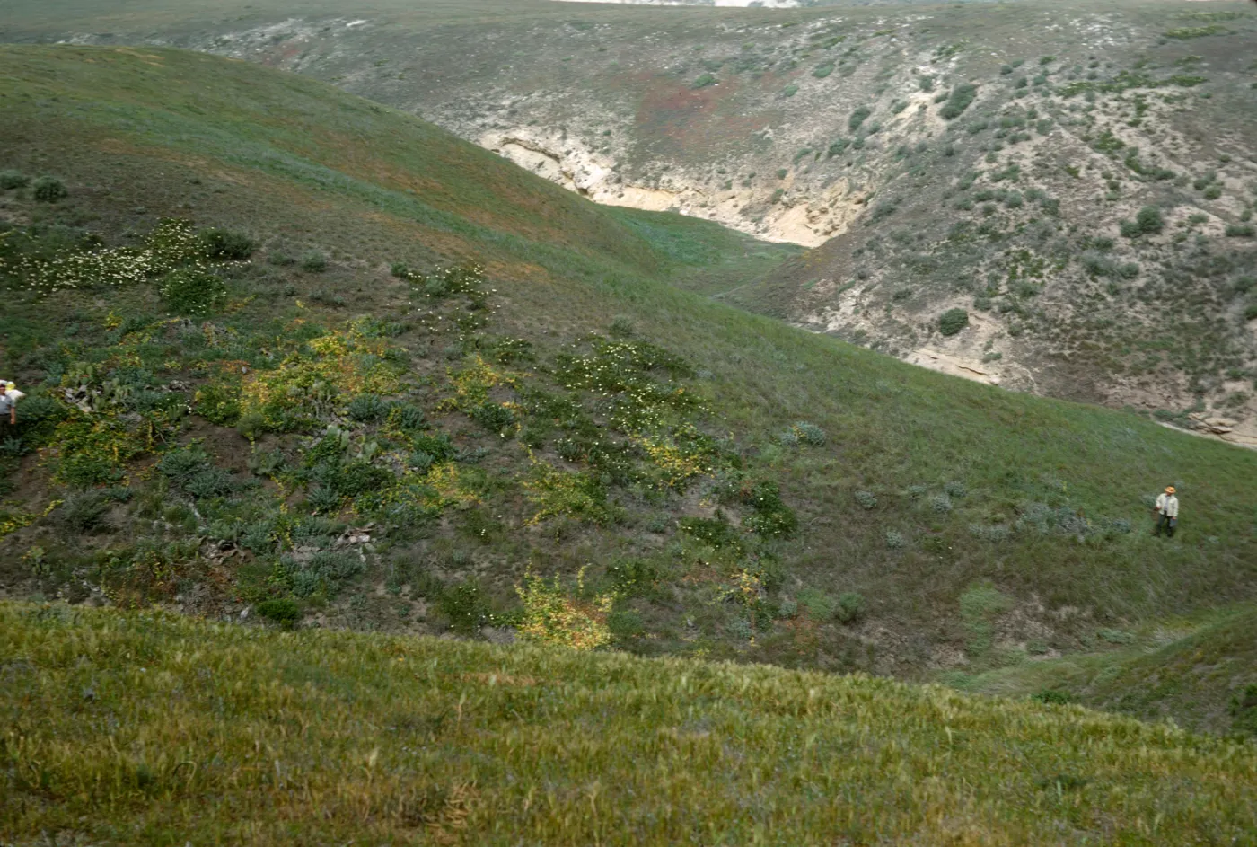 NPS vegetation transect on San Miguel Island