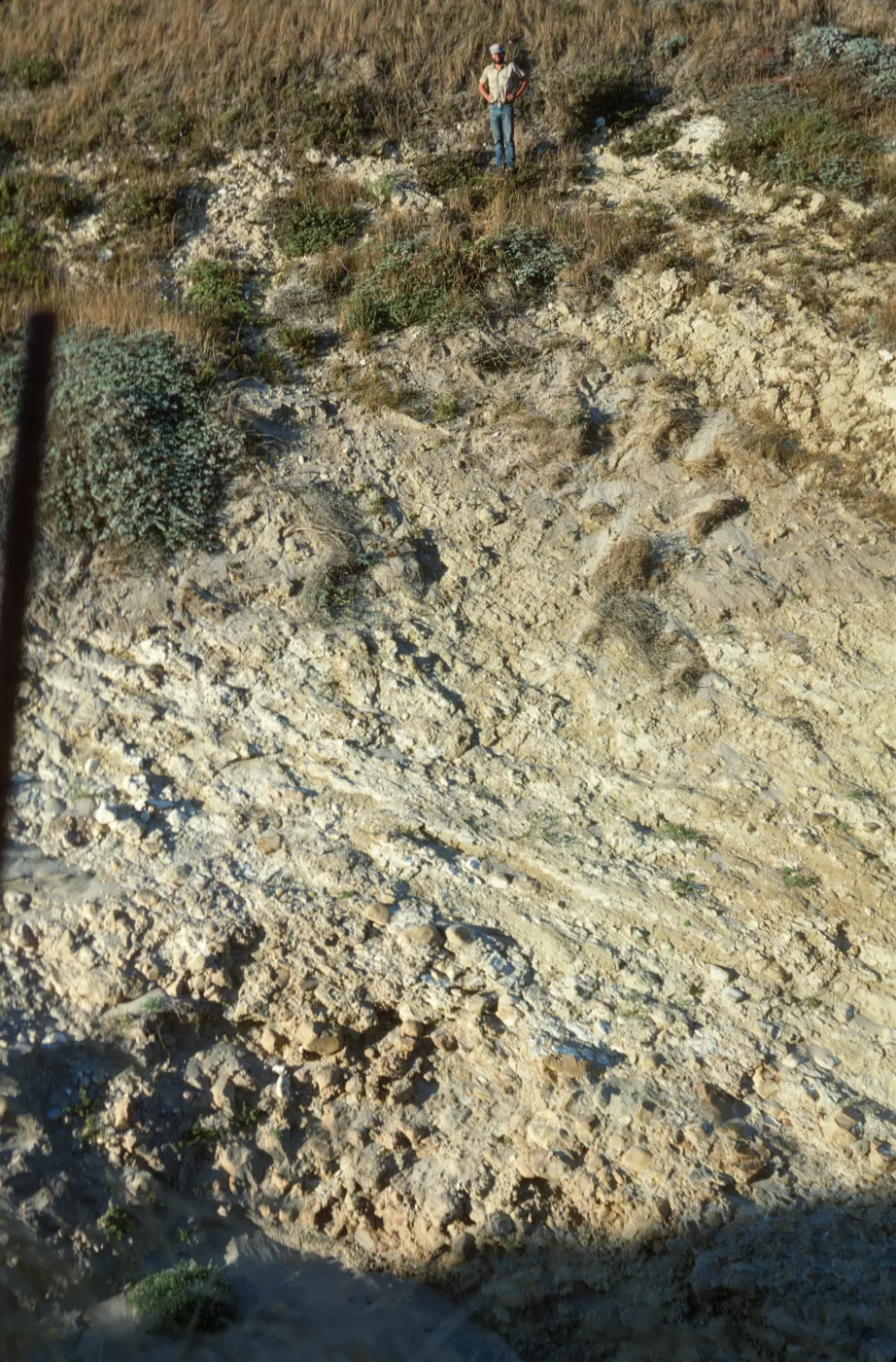 vegetation transect on San Miguel Island, Willow Canyon