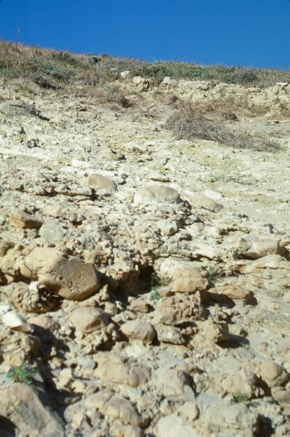 vegetation transect on San Miguel Island, Willow Canyon