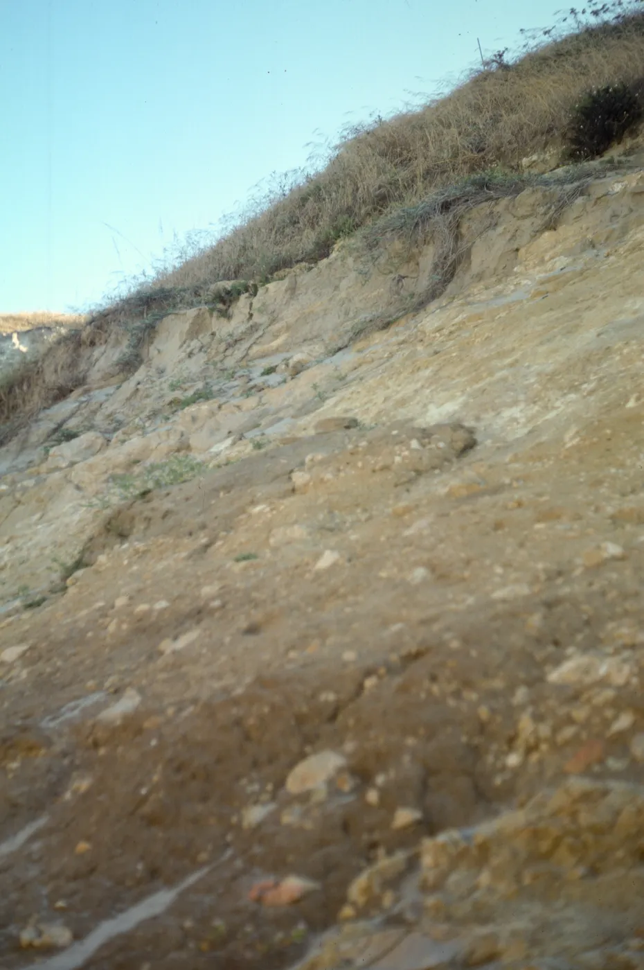 vegetation transect on San Miguel Island, Willow Canyon