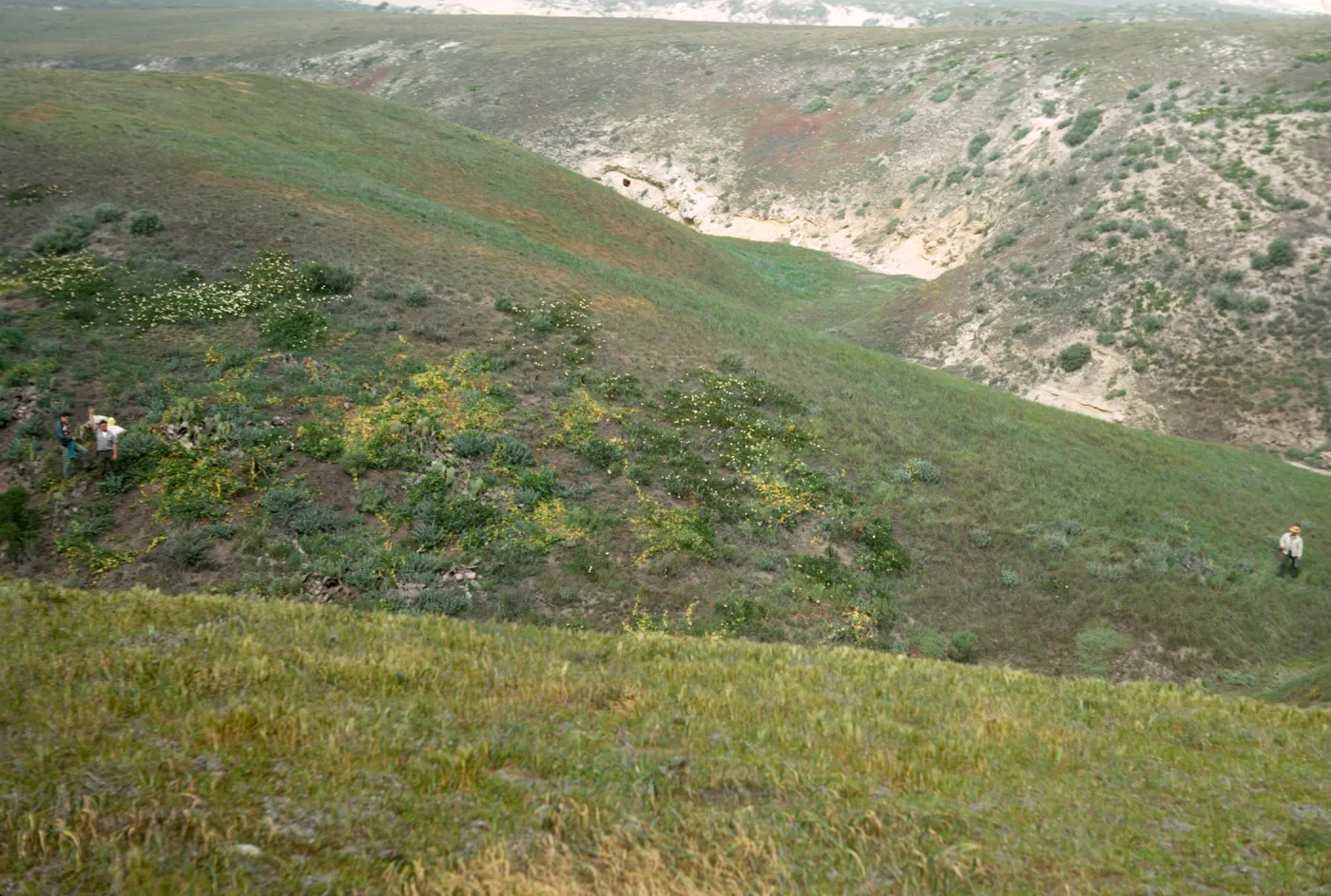 NPS transect in Toyon Canyon, San Miguel Island