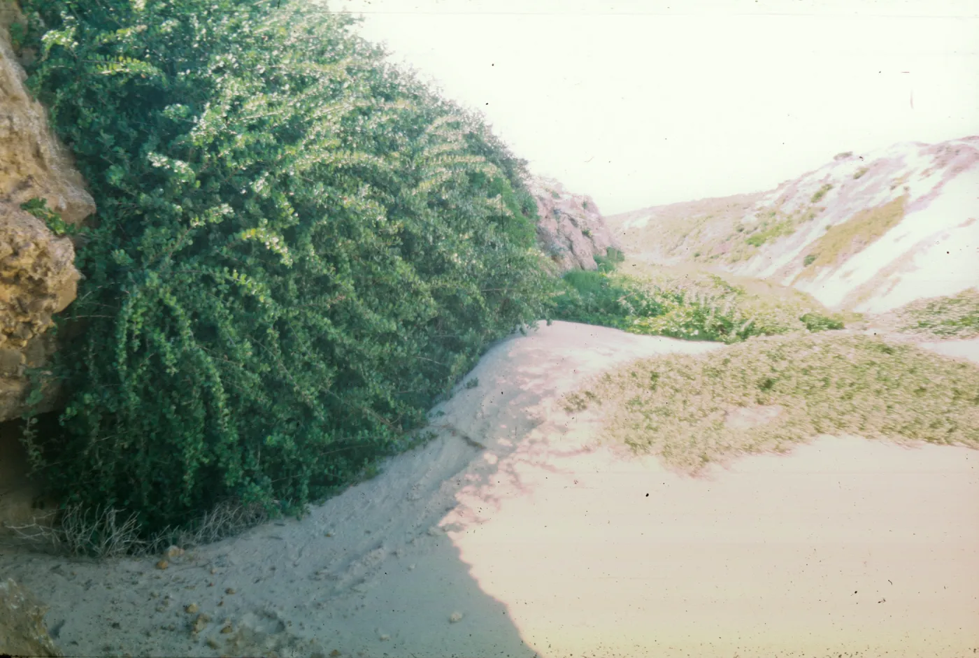 NPS dune drift measurement on San Miguel Island, Willow Canyon