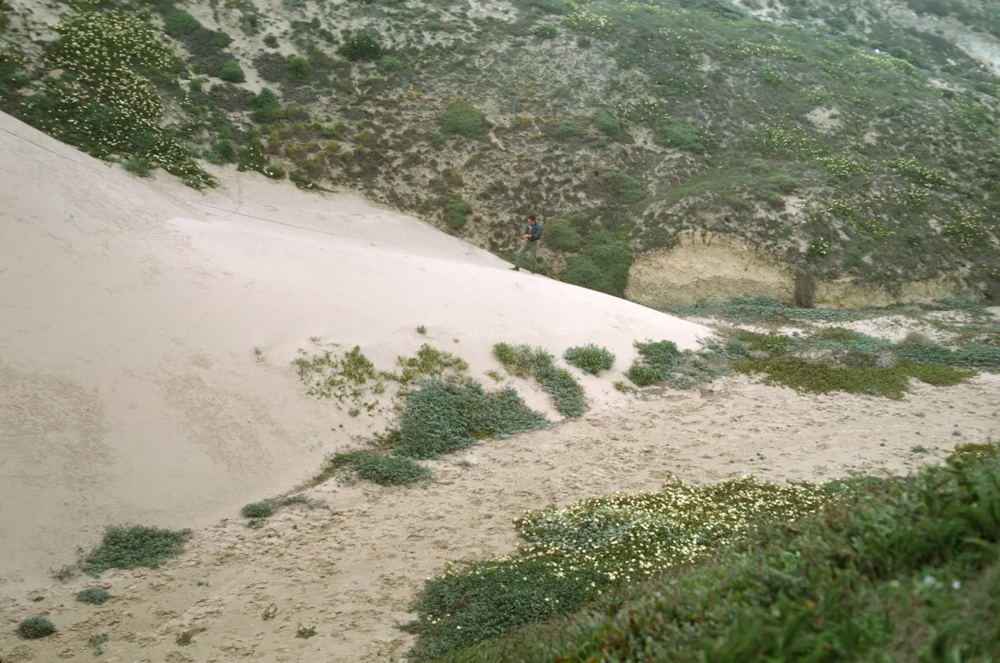 north front of NPS drift measurement dune, San Miguel Island