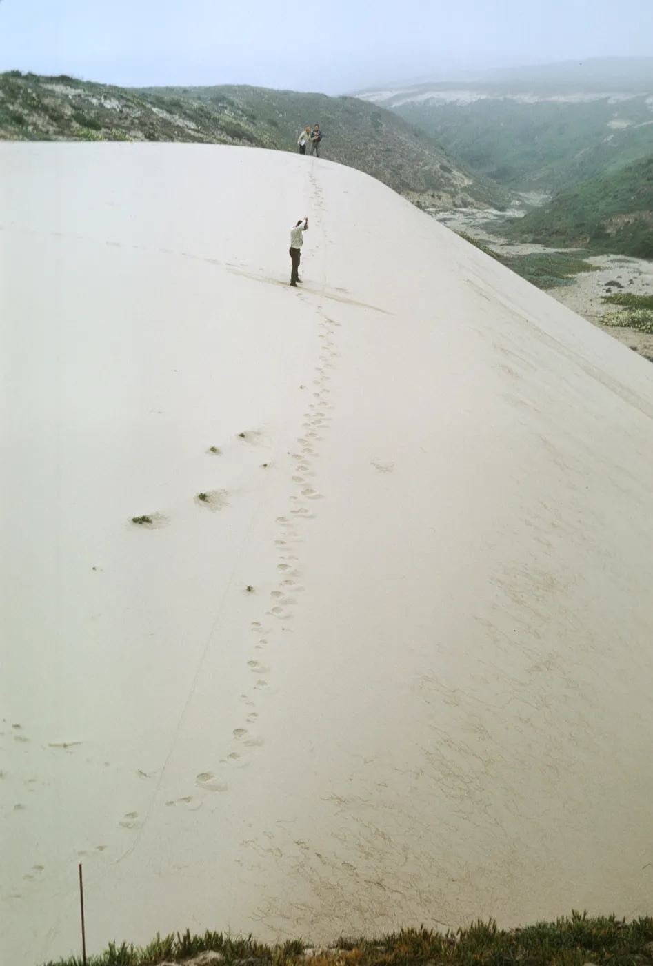 NPS dune transect, San Miguel Island