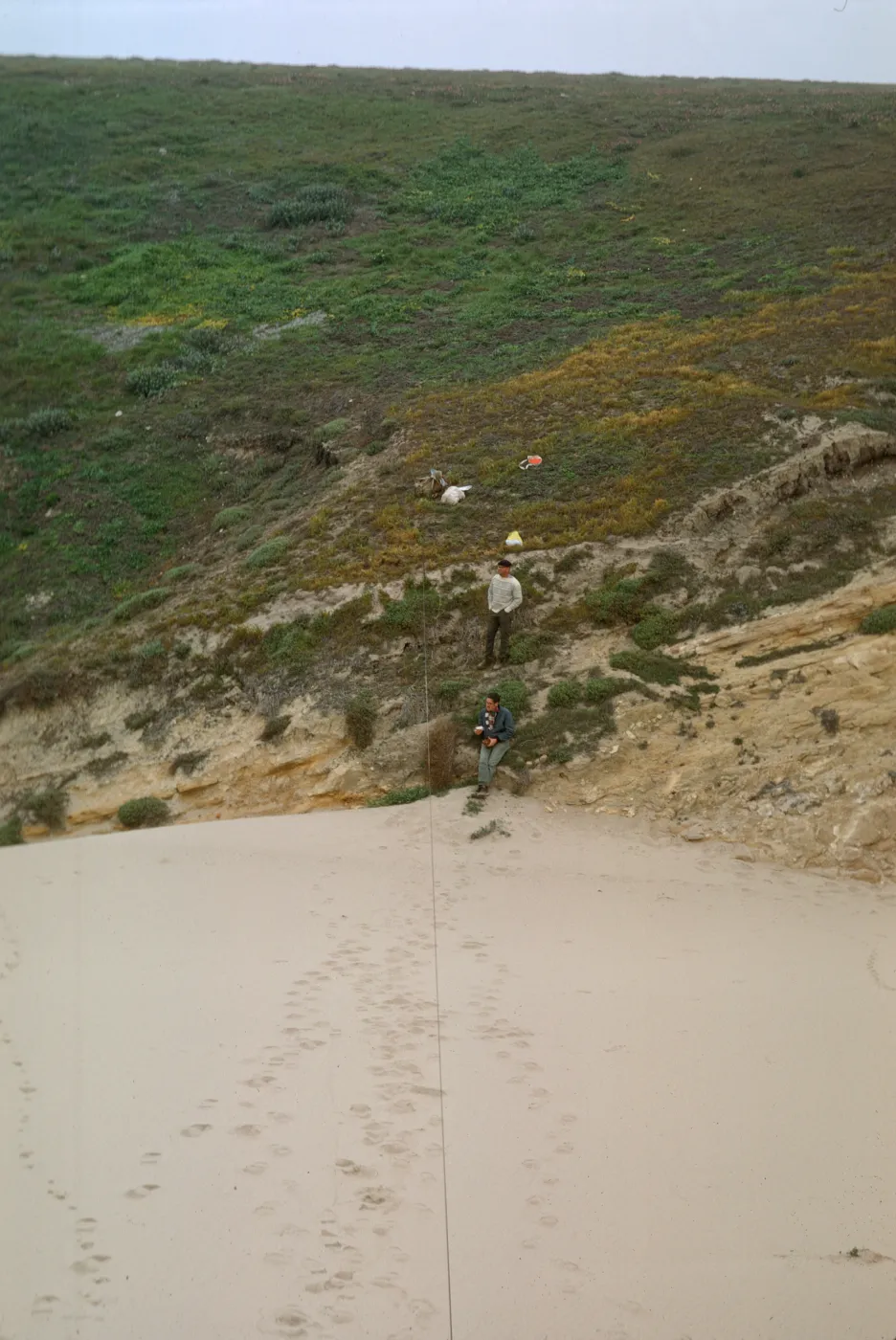NPS dune transect, San Miguel Island