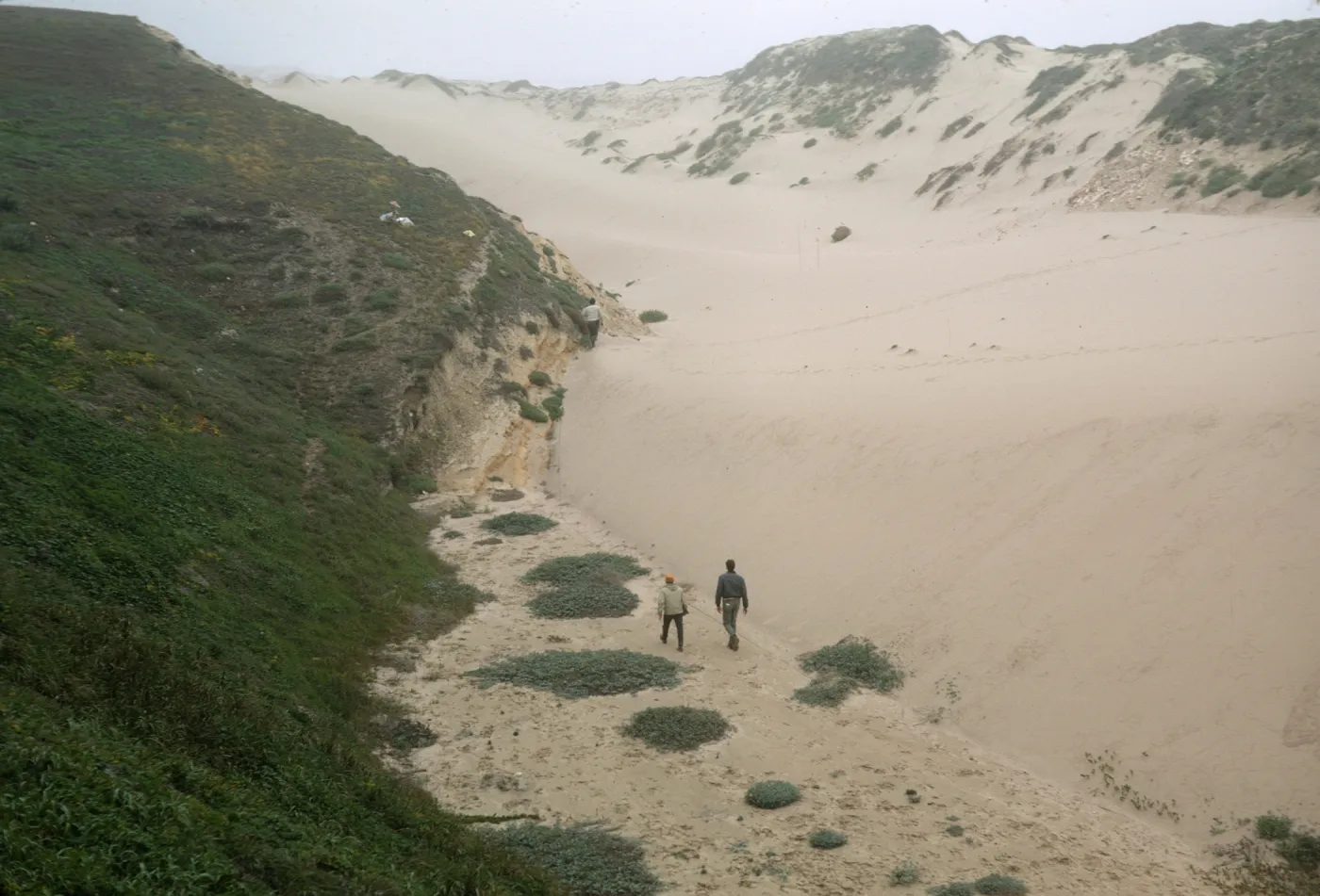 NPS dune transect, San Miguel Island