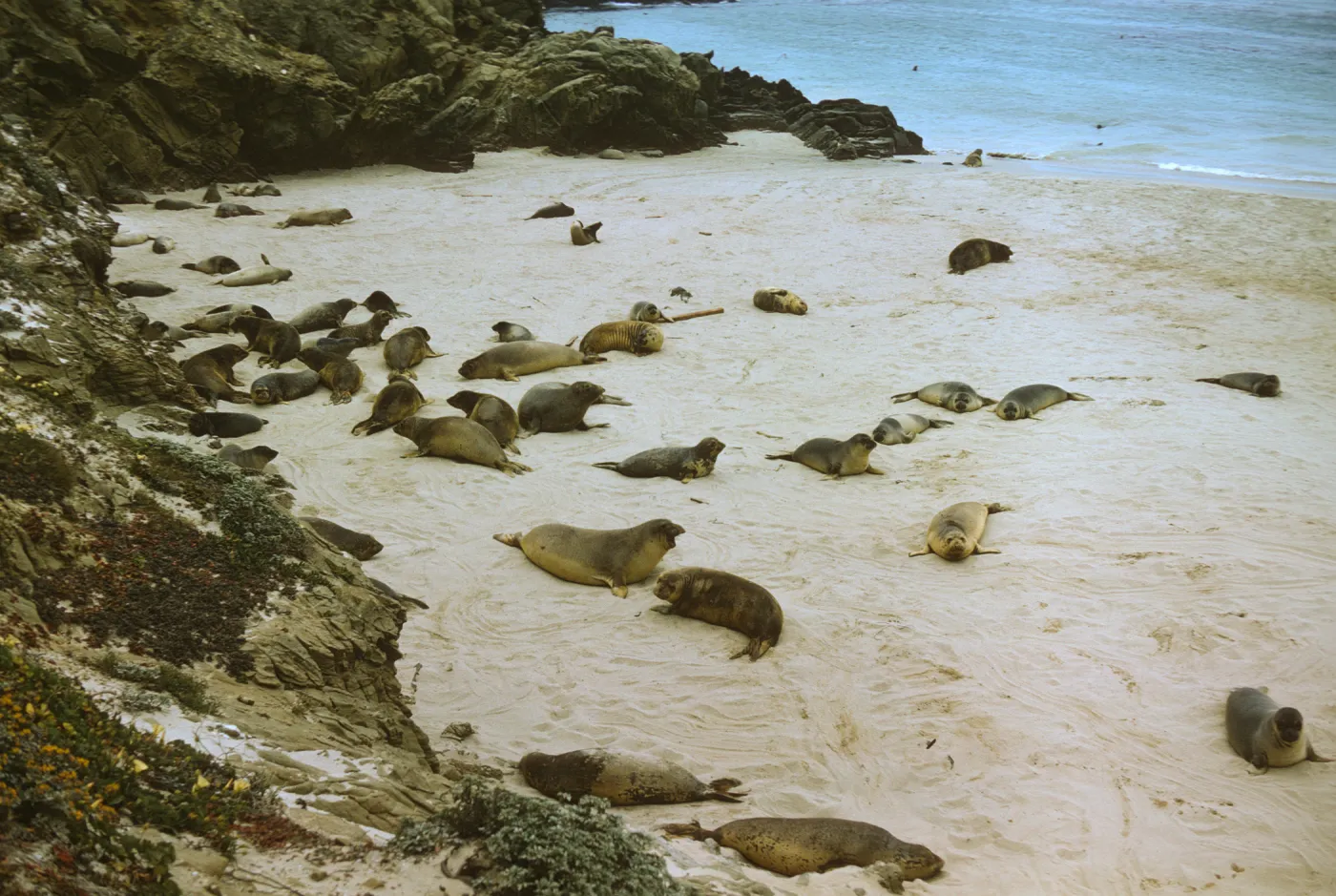 Seals at Adams Cove, San Miguel Island