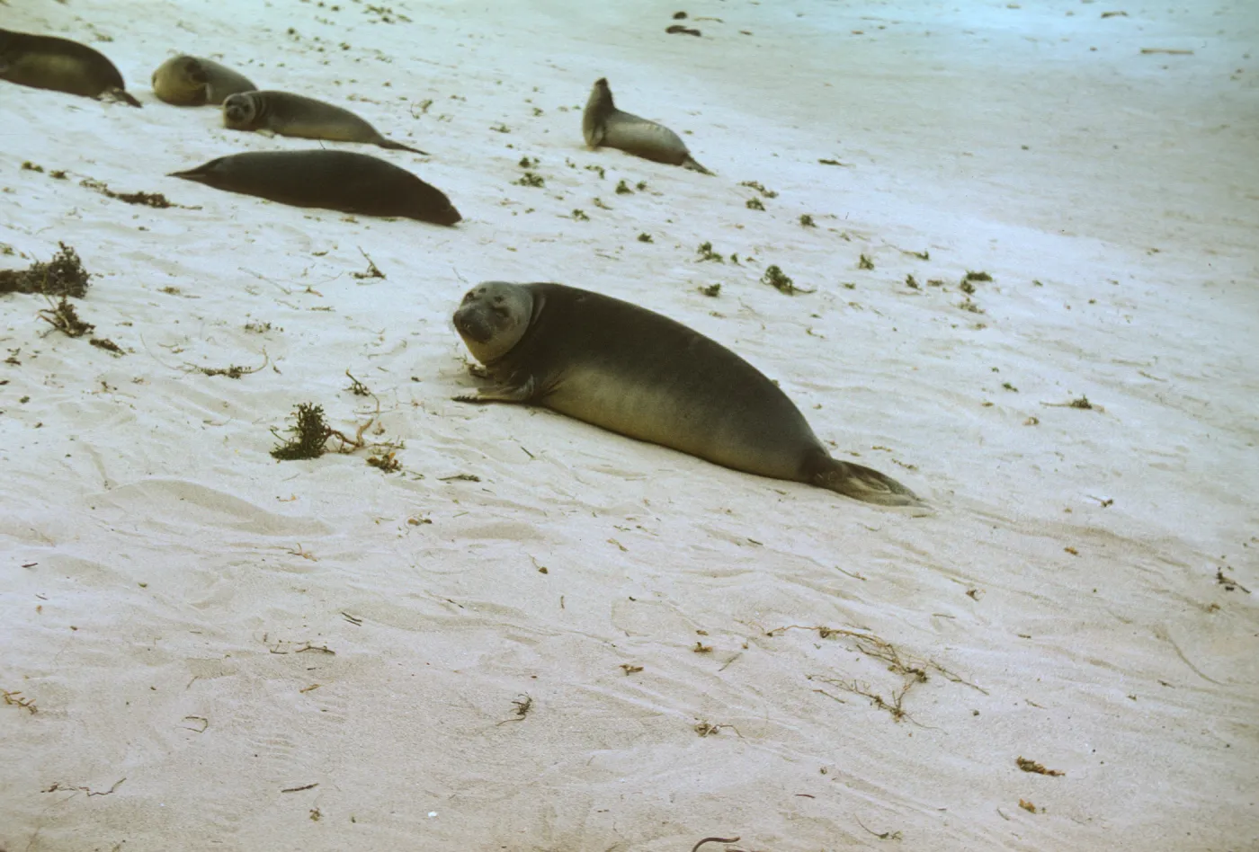 seals on San Miguel Island