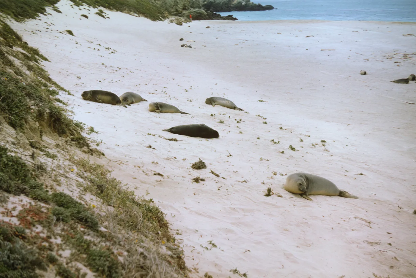 seals on San Miguel Island, Adams Cove