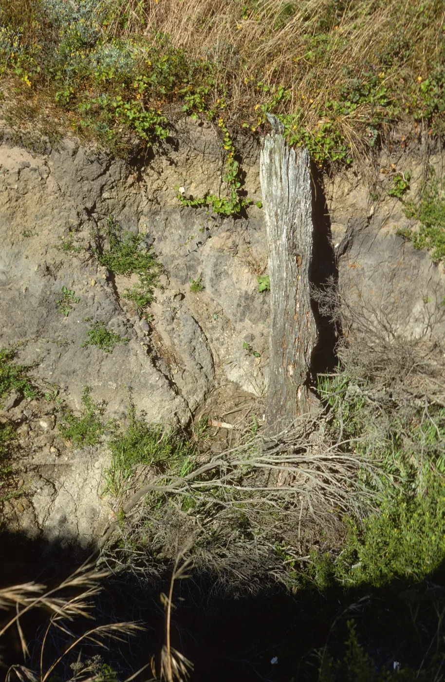 log (cultivated?), Canyon del Mar, San Miguel Island