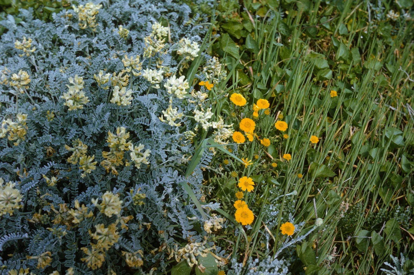 Astragalus miguelensis, San Miguel Island