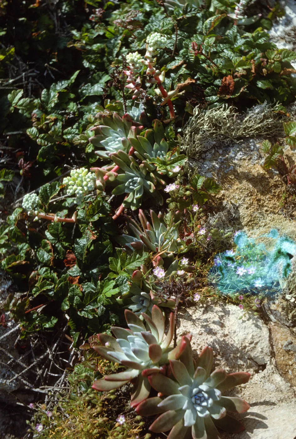 Dudleya greenei, San Miguel Island