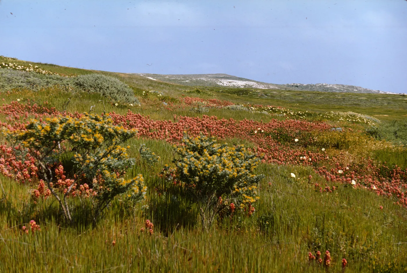 San Miguel Island, Orthocarpus 