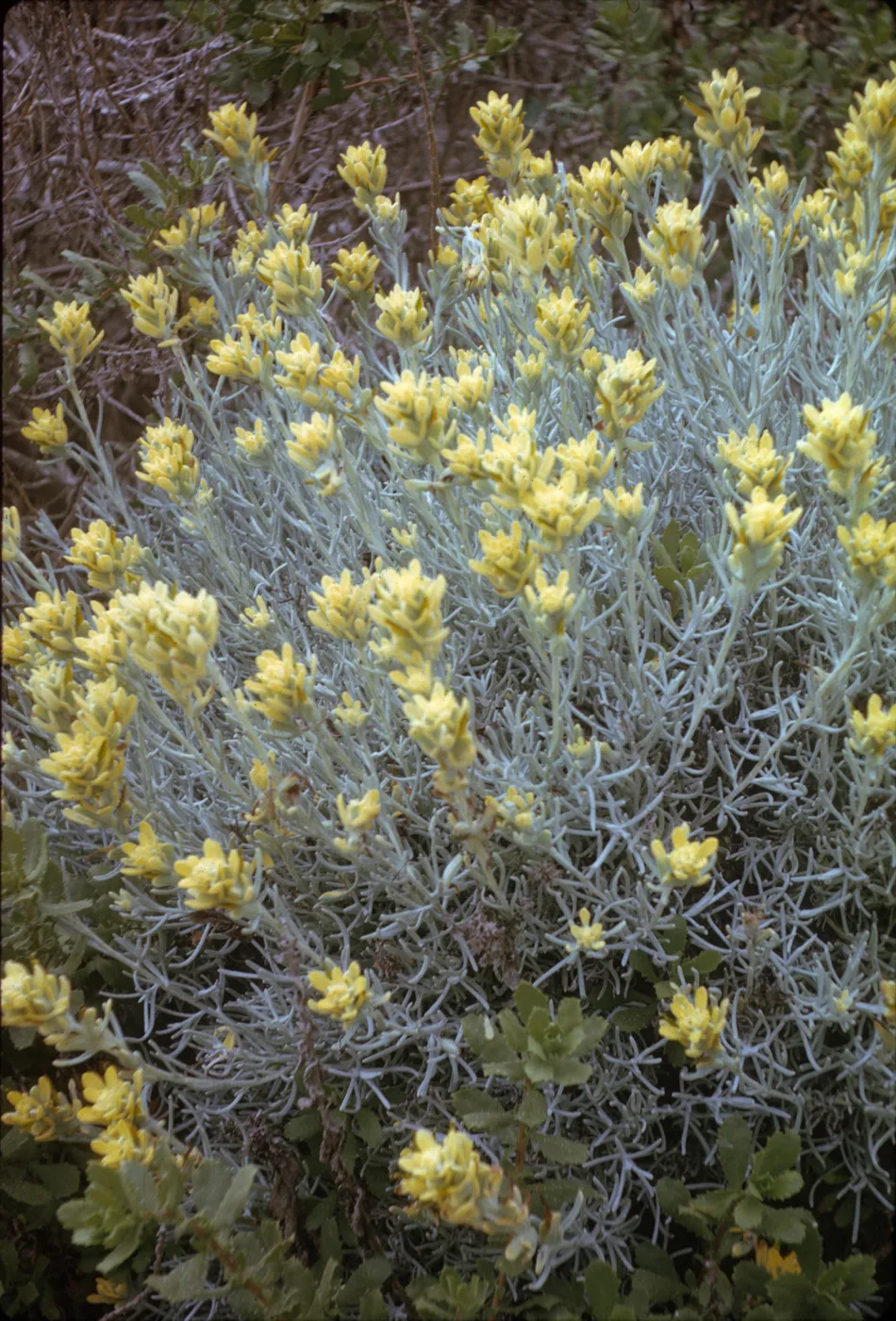 San Miguel Island, Castilleja hololeuca