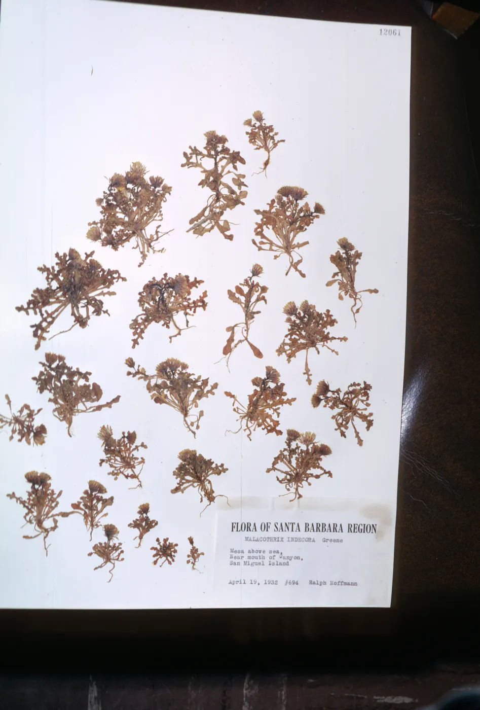 Herbarium specimen of Malacothrix indecora from San Miguel Island