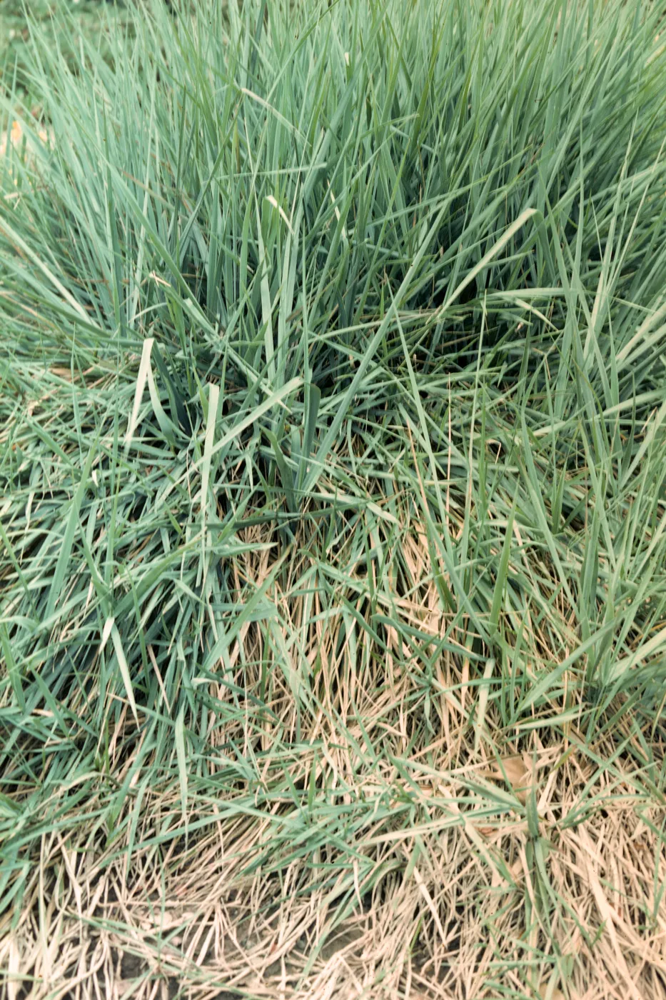 San Miguel Island, Elymus