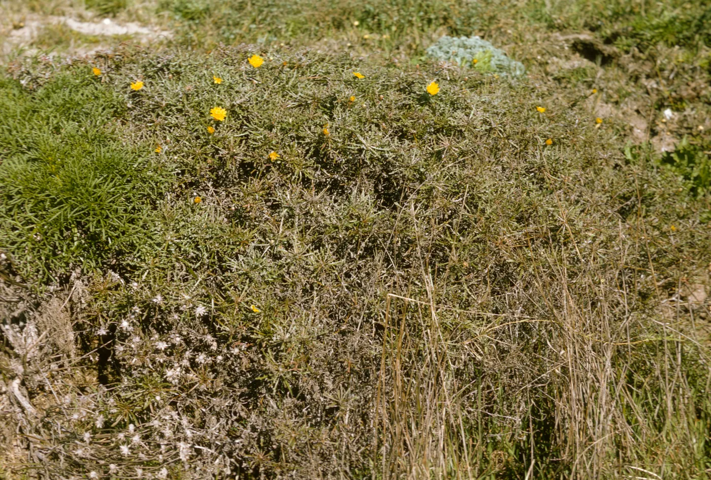 San Miguel Island, Malacothris incana