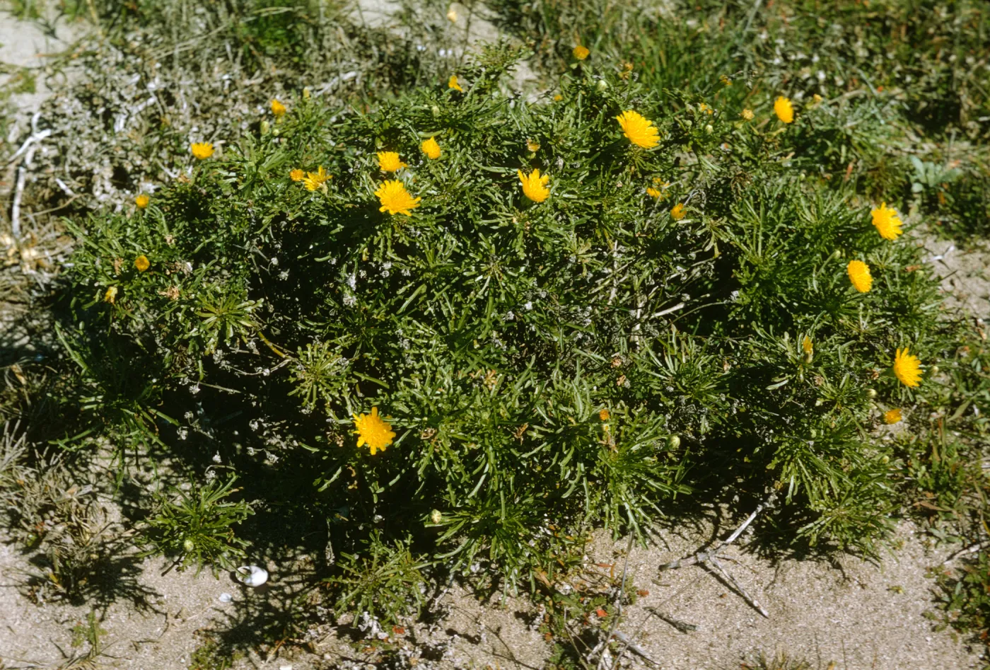 San Miguel Island, Malacothrix succulenta
