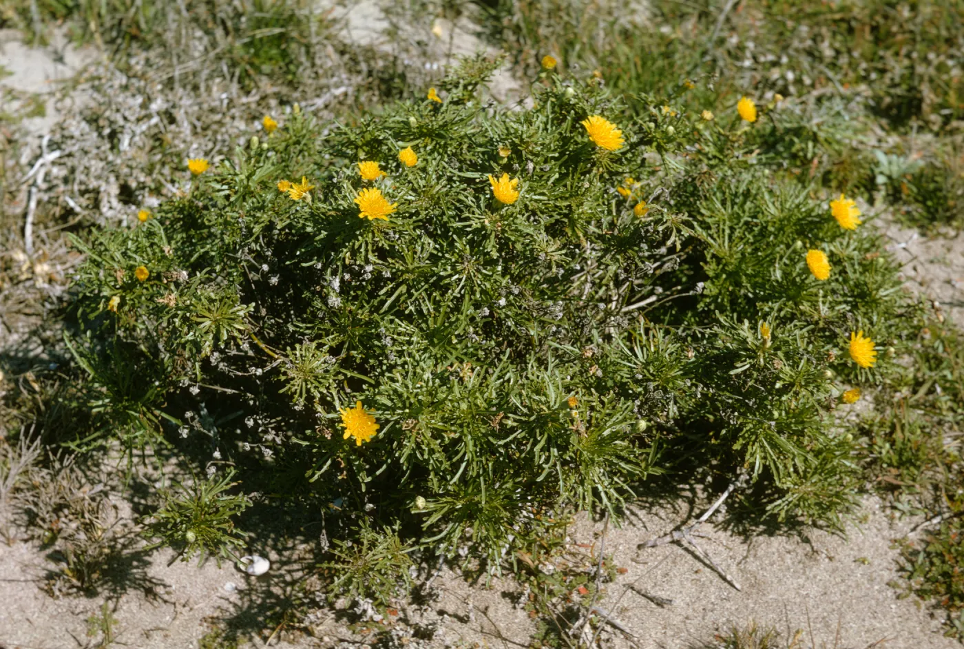 San Miguel Island, Malacothrix succulenta